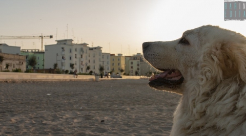 Ama il mare e i bagni al tramonto: � Henry, la bianca mascotte del rione San Girolamo